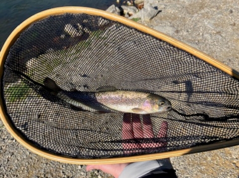 Rainbow trout in net