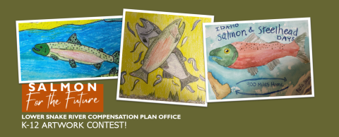 A photo collage of three drawings of salmon with the text "Salmon for the future, Lower Snake River Compensation Plan Office K-12 Artwork Contest!
