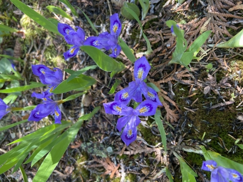 Dwarf Lake Iris Flower