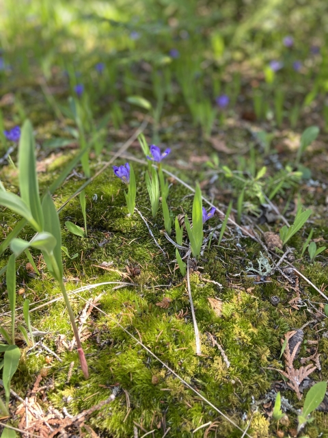 Dwarf Lake Iris Flower 2
