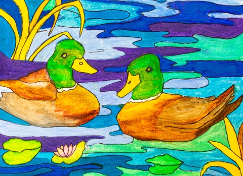 A colored pencil drawing of two drake mallards sitting on the water with wetland plants