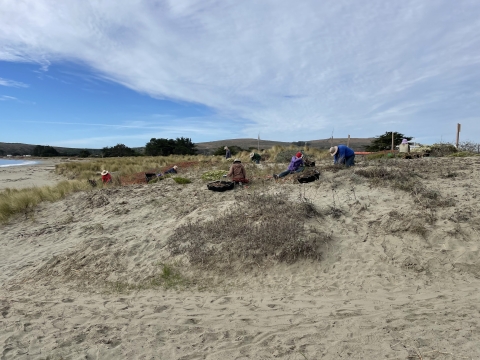 several people weeding grass and ice plant out of Doran beach sand dunes on a partly cloudy day