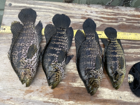 Jaguar guapote collected during non-native Fish Slam S Florida