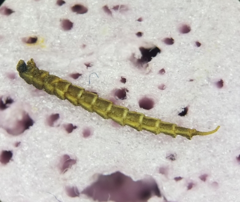 Hungerford's Crawling Water Beetle Larvae 2