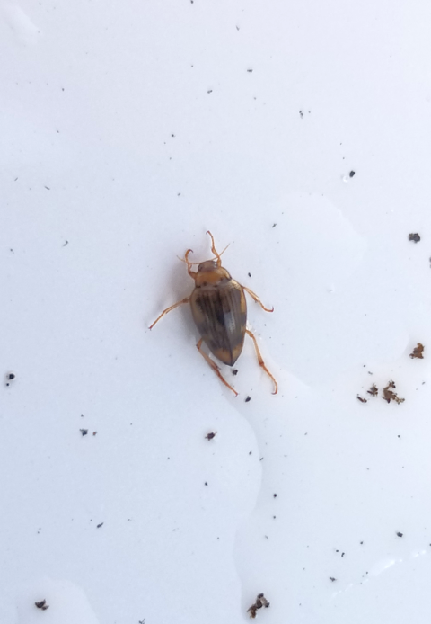 Hungerford's Crawling Water Beetle HCWB