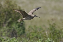 A bird in flight over green bushes near the Colville River, Alaska.
