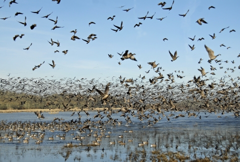 Hundreds of Canada geese lift off in flight from a wetland edged in grasses.