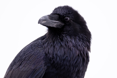 Common raven looking to the side with a white background