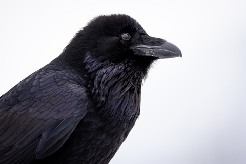 Common raven side profile with white background