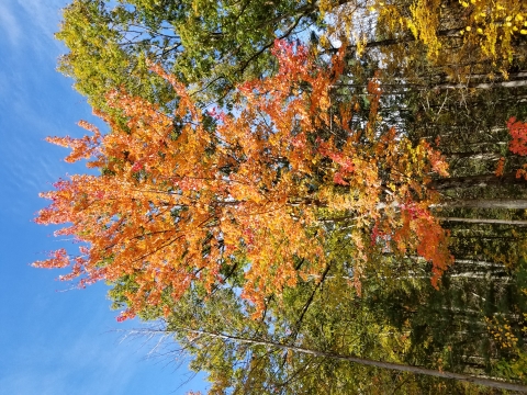 Trees with red, orange and yellow leaves can be seen out a window