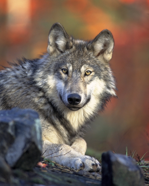 gray wolf lying down with head turned to camera