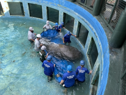 A team prepares Juliette the manatee for transport.