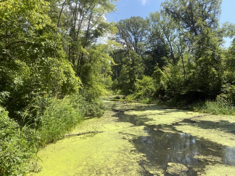 A still river sits with a coating of green algae surrounded by thriving green foliage on a bright day.