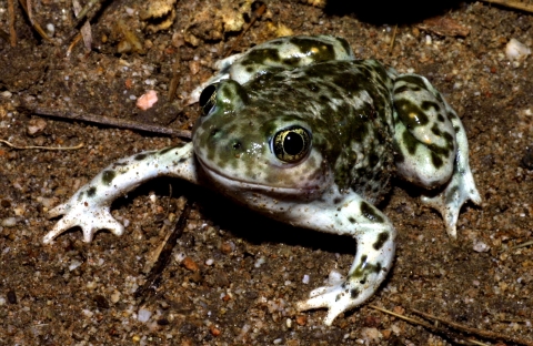 a western spadefoot frog with light and dark brown blotches and vertical slit pupils