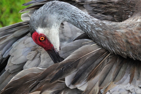 An adult sandhill crane bends its neck backwards as it preens through its wing and tail feathers. 