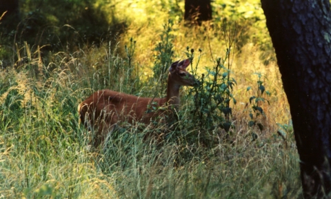 a white-tailed deer stands under a tree