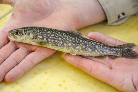 Juvenile Lake Trout