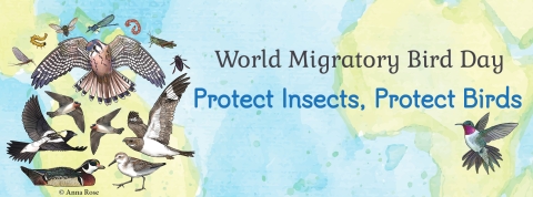 graphic with 8 birds and 8 insects in air, with the text World Migratory Bird Day: Protect Insects, Protect Birds