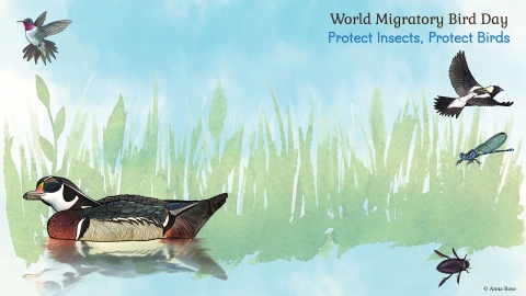 World Migratory Bird Day Banner with the words: Protect Insects, Protect Birds with 3 birds and 2 insects