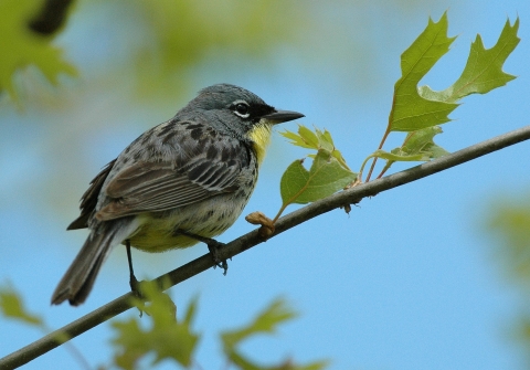 Kirtland’s warbler, a small songbird colored grey and yellow, rests on a tree branch against a clear blue sky. 