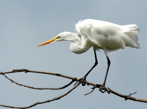 A great egret perched on a branch