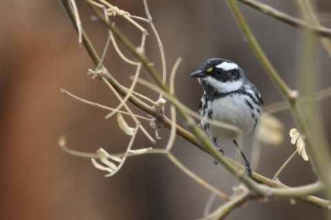 Black-throated gray warbler perched on a branch