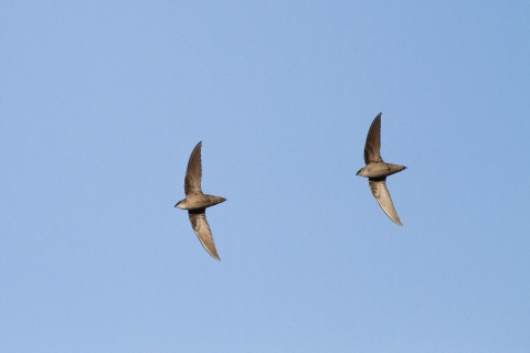Two chimney swifts flying in the sky