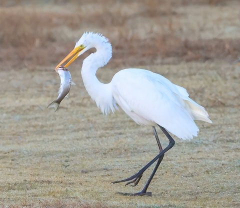 Tall white bird (app. 4 feet) with long black legs and yellow bill holding a large mullet fish