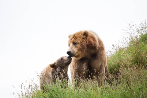 Kodiak brown bear sow and cub on the hillside