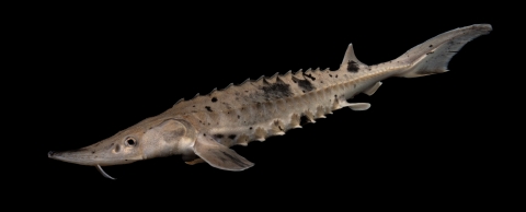 A 6" long juvenile lake sturgeon swims in front of a black background