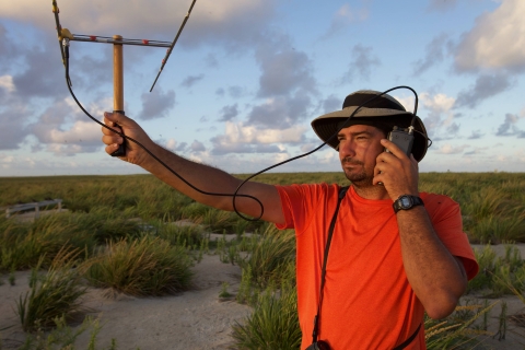 Biologist using radio telemetry to locate Nihoa Millerbird in the Pacific Islands.