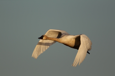 A close up photo of a tundra swan flying against on a clear day.