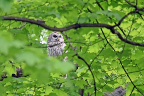 Barred owl perched on tree branch surrounded by green leaves and dark brown branches.. 