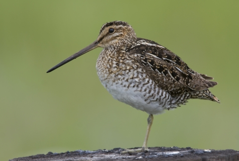 A mottled brown, black, and white bird with a long pointed beak, standing on one leg.