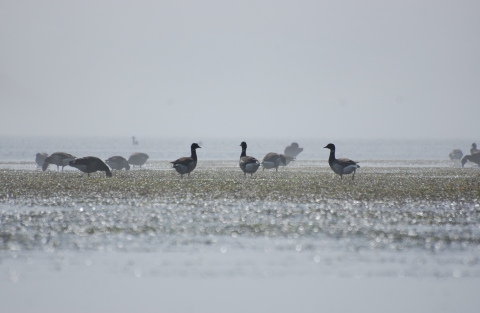 Black geese standing in tide line