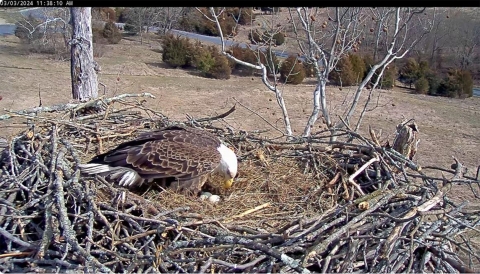 Eagle with three eggs in nest