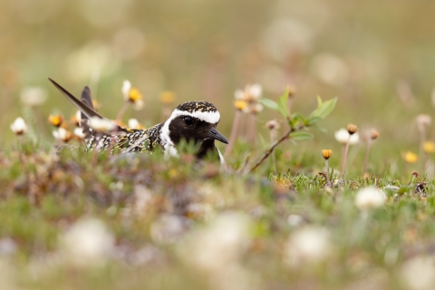 A black, white, and gold speckled bird sits on its nest, surrounded by flowers and grass