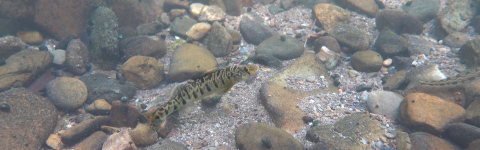 A striped fish, Roanoke logperch, swims along a rocky stream.
