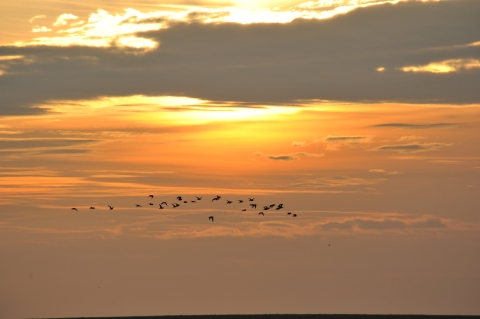 Flock of birds against a sunset