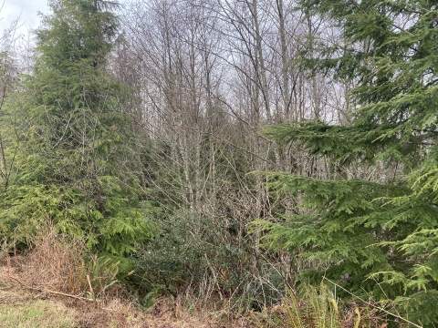 A young forest in Southwest Washington includes evergreen and deciduous trees