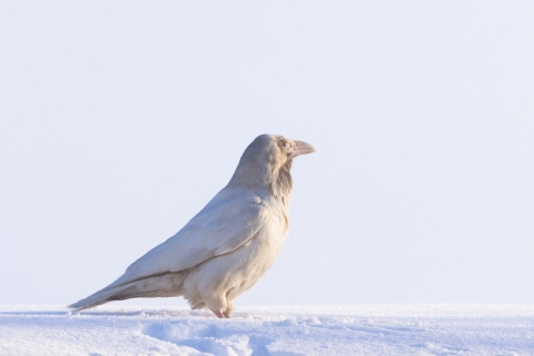 a white raven standing in snow
