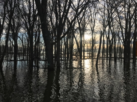 Dark silhouettes of trees and their branches stand out in front of the sun shining in the background. These silhouettes are further emphasized when they are seen reflected in flooded water below them with added texture from the ripples in the water. 
