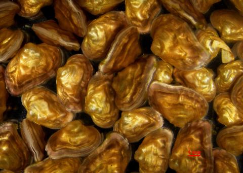 a pile of gold and wavy mussels 
