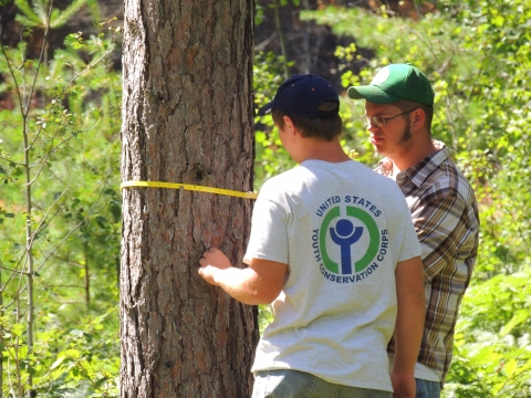 Two young men measure a tree's girth at chest height.