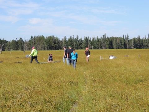 Researchers in the marsh.