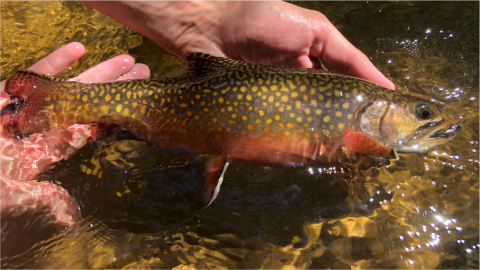 Image of brook trout being held in stream.