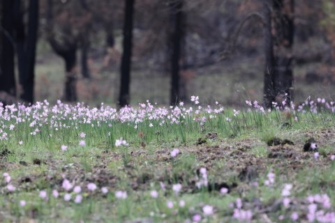 A field of small purple flowers growing on green stalks grows adjacent to a pine forest