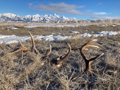 a small collection of shed antlers on a patch of dead grass. Behind, a snow-capped mountain range.