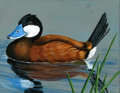Acrylic painting of a Ruddy Duck by Chance Bertelsen titled Robby the Ruddy Duck for the Junior Duck Stamp contest.