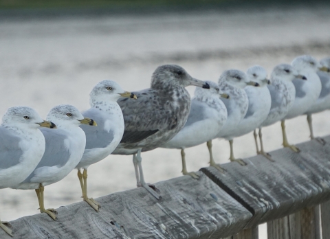 California gull, spotted at Billy Frank Jr. Nisqually National Wildlife Refuge in Washington State